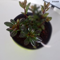 Rhododendron 'Maruschka'