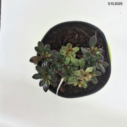 Rhododendron 'Maruschka'