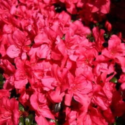 Rhododendron 'Maruschka'