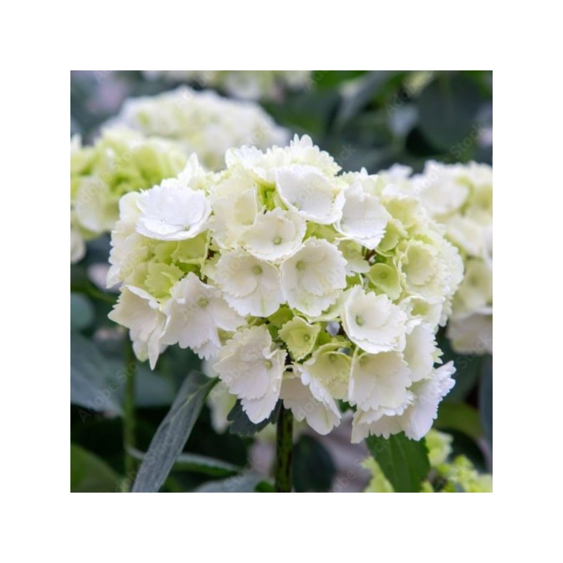 Hydrangea macrophylla 'Schneeball'