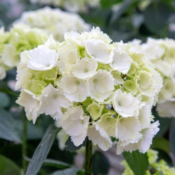 Hydrangea macrophylla 'Schneeball'