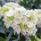 Hydrangea macrophylla 'Schneeball'