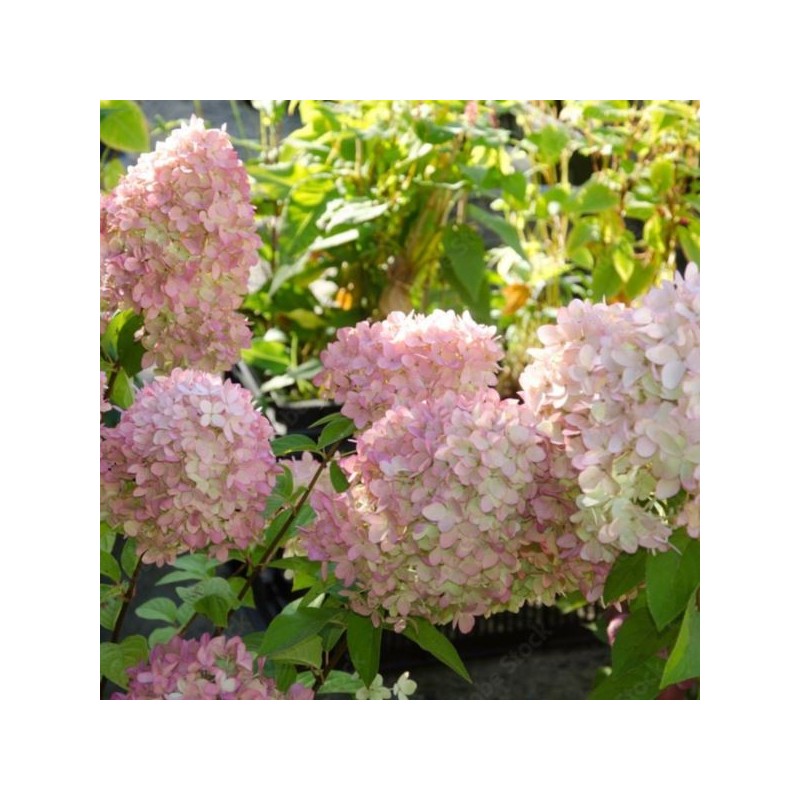 Hydrangea p. MAGICAL CANDLE 'Bokraflame'