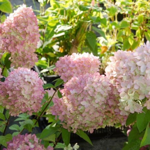 Hydrangea p. MAGICAL CANDLE 'Bokraflame'