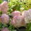 Hydrangea p. MAGICAL CANDLE 'Bokraflame'