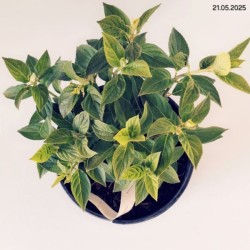 Hydrangea p. MAGICAL CANDLE 'Bokraflame'