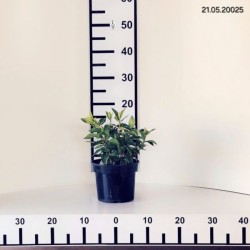 Hydrangea p. MAGICAL CANDLE 'Bokraflame'