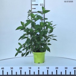 Hydrangea p. MAGICAL CANDLE 'Bokraflame'