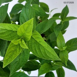 Hydrangea p. MAGICAL CANDLE 'Bokraflame'