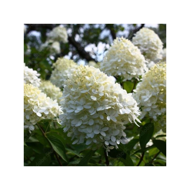 Hydrangea p. MAGICAL MONT BLANC 'Kolmamon' PBR