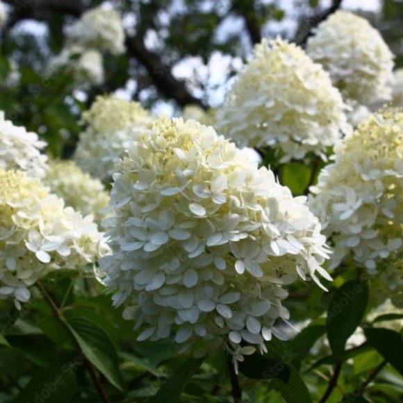 Hydrangea p. MAGICAL MONT BLANC 'Kolmamon' PBR