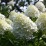 Hydrangea p. MAGICAL MONT BLANC 'Kolmamon' PBR