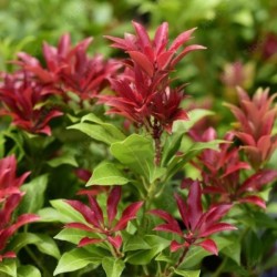 Pieris japonica 'Major'