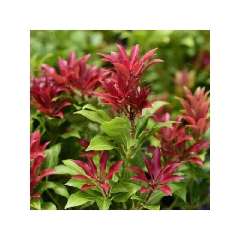 Pieris japonica 'Major'