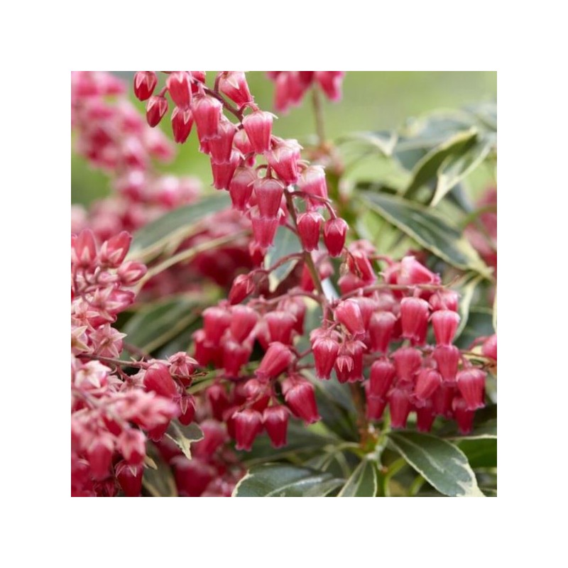 Pieris japonica 'Ralto' PBR