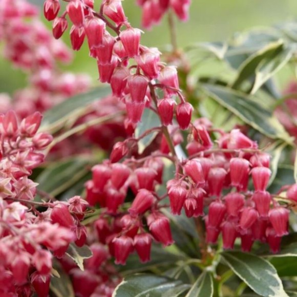 Pieris japonica 'Ralto' PBR