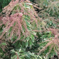 Pieris japonica 'Ralto' PBR