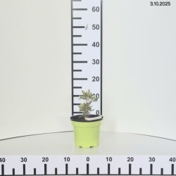 Pieris japonica 'Ralto' PBR