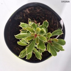 Pieris japonica 'Ralto' PBR