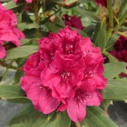 Rhododendron 'Sarina'