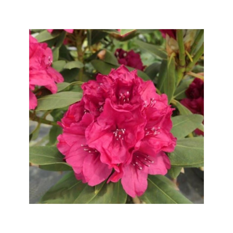 Rhododendron 'Sarina'