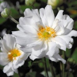 Anemone ×hybrida 'Whirlwind'