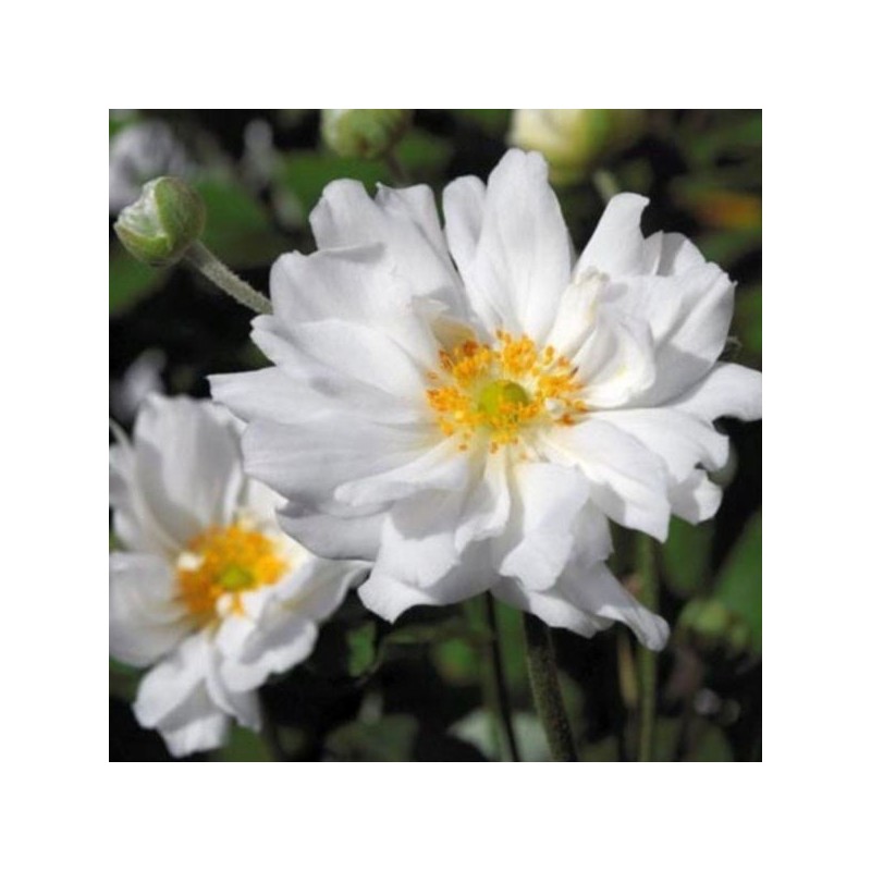 Anemone ×hybrida 'Whirlwind'