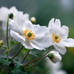 Anemone ×hybrida 'Whirlwind'