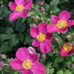 Anemone h. FANTASY RED...