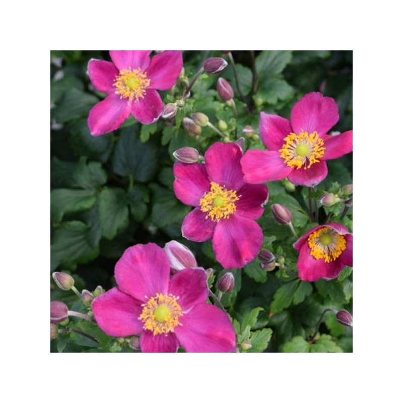 Anemone h. FANTASY RED RIDING HOOD 'Apanfarrh' PBR