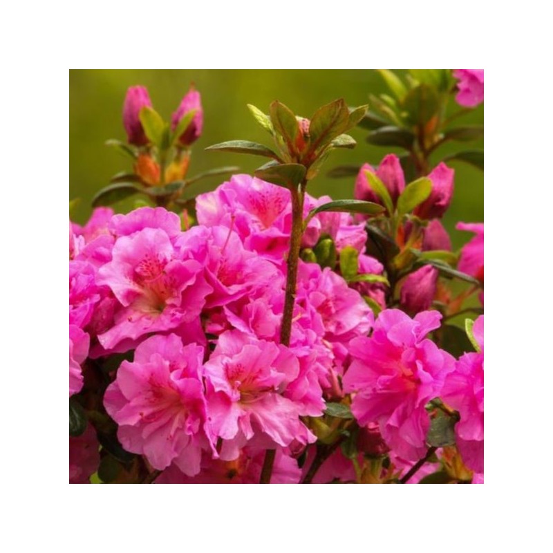 Rhododendron 'Thekla'