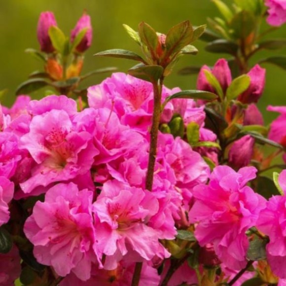 Rhododendron 'Thekla'