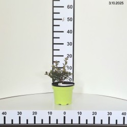 Rhododendron 'Thekla'