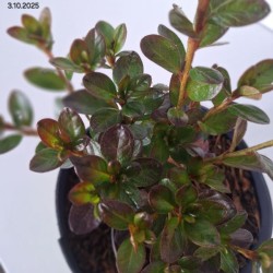 Rhododendron 'Thekla'