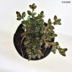 Rhododendron 'Thekla'