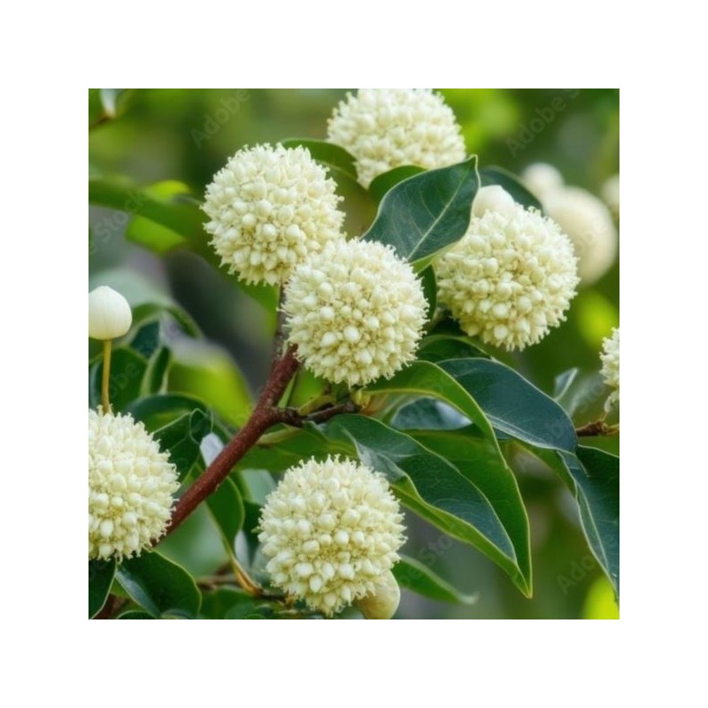 Cephalanthus occidentalis