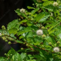 Cephalanthus occidentalis