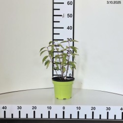 Cephalanthus occidentalis