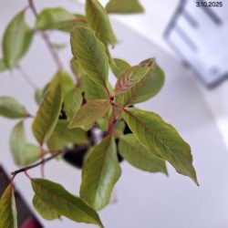 Cephalanthus occidentalis