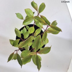 Cephalanthus occidentalis