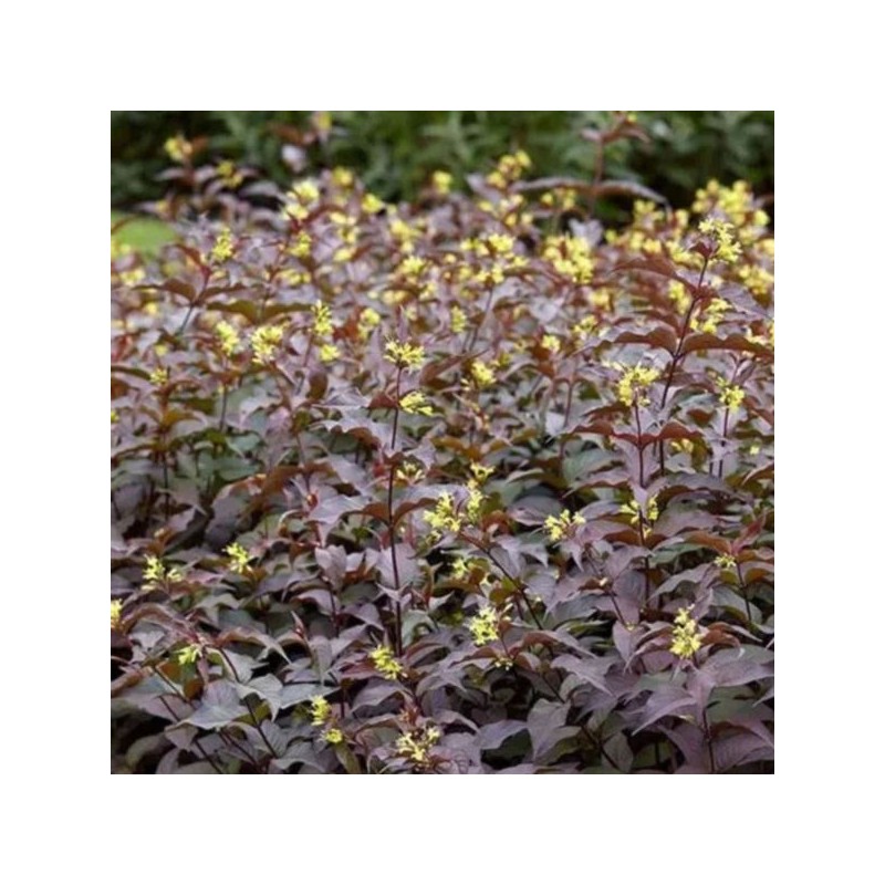 Diervilla rivularis 'Troja Black'