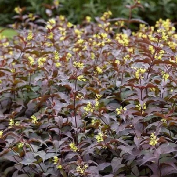 Diervilla rivularis 'Troja Black'