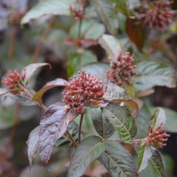 Diervilla rivularis 'Troja Black'