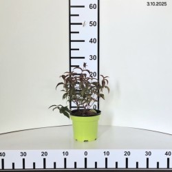 Diervilla rivularis 'Troja Black'