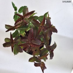 Diervilla rivularis 'Troja Black'