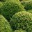 Ilex crenata DARK GREEN 'Icoprins11' PBR