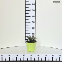 Ilex crenata DARK GREEN 'Icoprins11' PBR