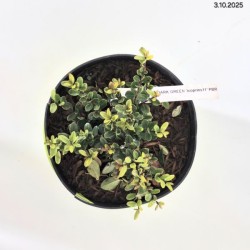 Ilex crenata DARK GREEN 'Icoprins11' PBR