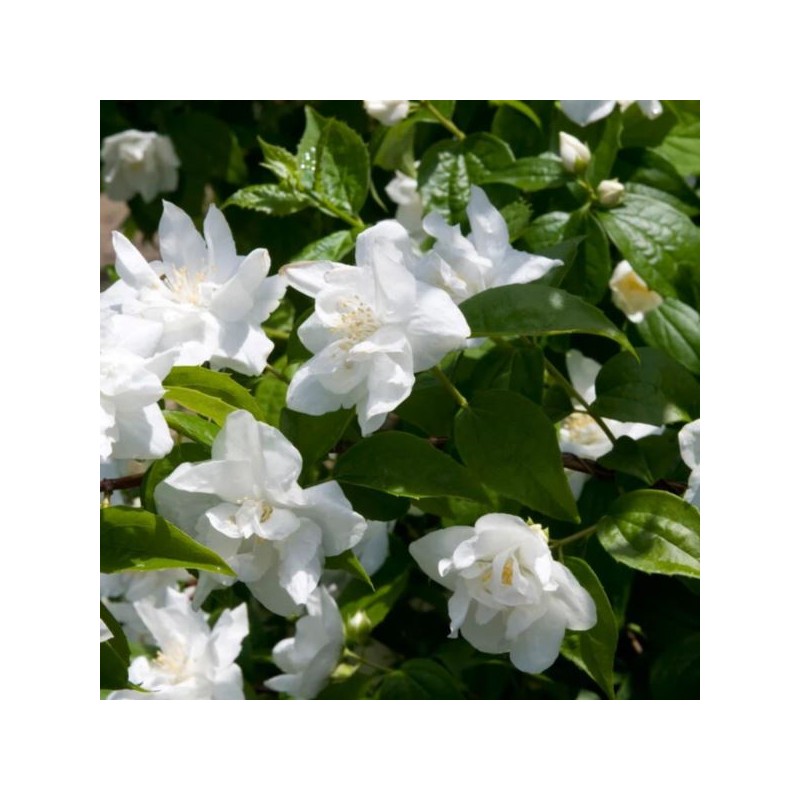 Philadelphus 'Polar Star'