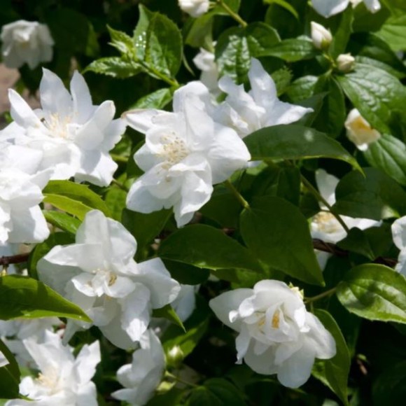 Philadelphus 'Polar Star'